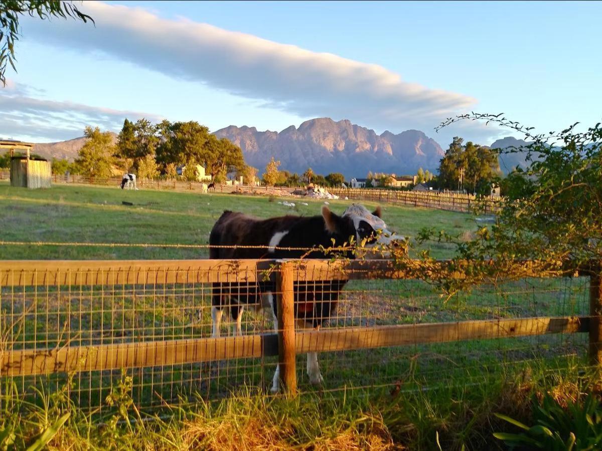 Olive&Vine Farm Cottage Franschhoek Esterno foto