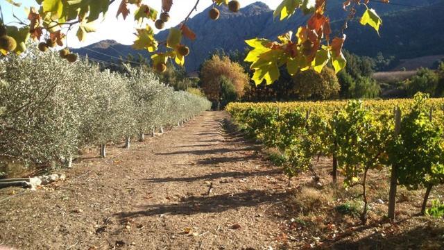 Olive&Vine Farm Cottage Franschhoek Esterno foto